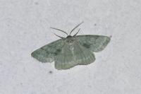 Pseudoterpna pruinata