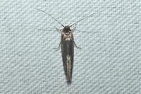 Opogona omoscopa