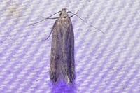 Mirificarma interrupta