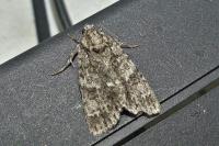 Acronicta rumicis