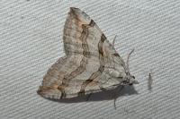 Aplocera efformata/plagiata