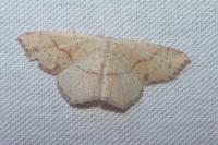Cyclophora punctaria