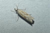 Agriphila geniculea