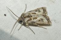Agrotis vestigialis