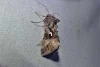 Autographa gamma