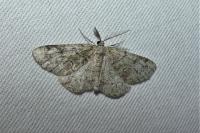 Cleorodes lichenaria