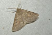 Crocallis dardoinaria