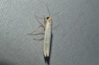 Eilema caniola