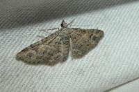 Gymnoscelis rufifasciata