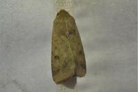 Helicoverpa armigera