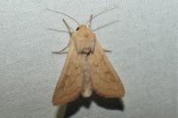 Mythimna vitellina