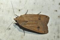 Noctua pronuba