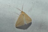 Rhodometra sacraria