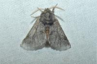 Thaumetopoea