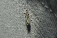 Paraswammerdamia albicapitella
