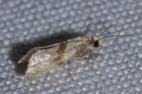 Cochylidia implicitana