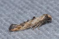 Epermenia aequidentella