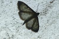Patania ruralis