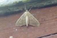 Patania ruralis