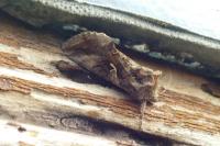 Autographa gamma