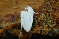 Cilix hispanica