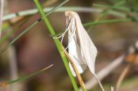 Rhodometra sacraria