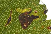 Stigmella viscerella
