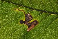 Stigmella viscerella