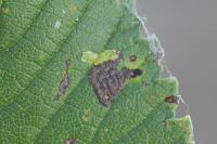 Stigmella viscerella