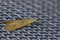 Coleophora salicorniae