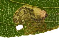 Stigmella catharticella