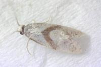 Cochylidia implicitana