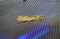 Pediasia aridella