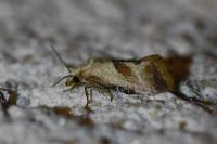 Falseuncaria ruficiliana