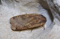 Noctua pronuba