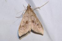 Mecyna asinalis