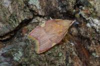 Carcina quercana