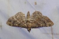 Gymnoscelis rufifasciata