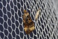 Endothenia gentianaeana/marginana/oblongana