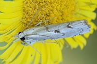 Agriphila geniculea