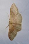 Idaea degeneraria