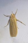 Katha depressa