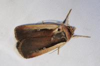 Ochropleura plecta