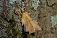 Ennomos erosaria