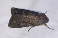 Aporophyla nigra