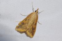 Udea ferrugalis