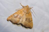 Atethmia centrago