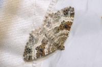 Epirrhoe alternata
