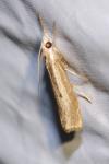 Agriphila geniculea