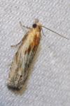 Eucosma